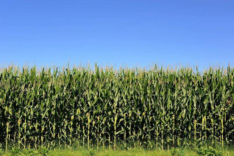 4 key solutions for sustainable agriculture
